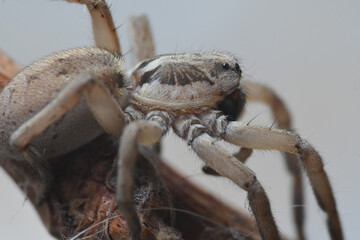 ARAÑA