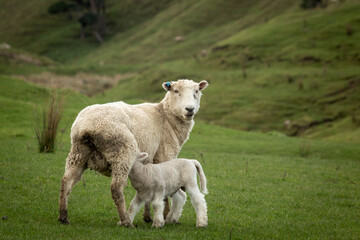 New Zealand sheep and lambs, Pouawa, near Gisborne, East Coast, North Island. 