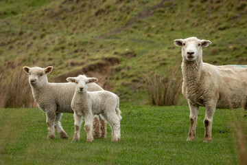 Obraz premium New Zealand sheep and lambs, Pouawa, near Gisborne, East Coast, North Island. 