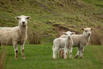 Obraz premium New Zealand farming scene, sheep and lambs, spring, Pouawa, near Gisborne, East Coast, North Island 