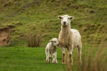 New Zealand farming scene, sheep and lambs, spring, Pouawa, near Gisborne, East Coast, North Island 