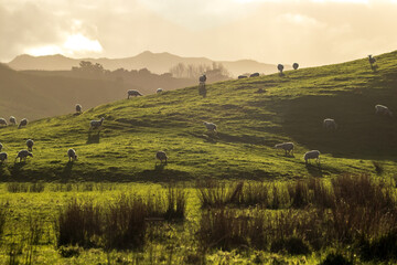 New Zealand farming scene, sheep and lambs, spring, Pouawa, near Gisborne, East Coast, North Island 