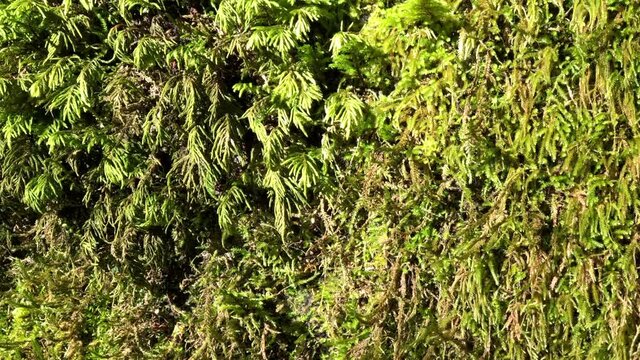 4K HD video panning across moss growing on the trunk of a tree, bark totally covered in moss growth. 
