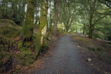 Fototapeta na wymiar Summer nature landscape with path in forest. Sunlight in autumn park. The path to Blacklinn Falls, Callander, Scotland