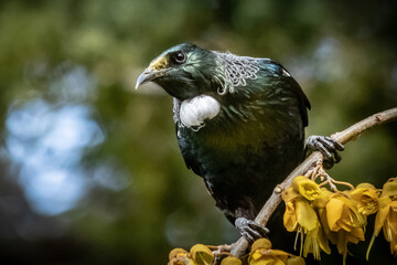 Tui, a native New Zealand songbird, pictured in a flowering native Kowhai tree 
