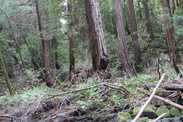 Obraz premium Tall redwood trees in Muir Woods National Monument, Marin, California.