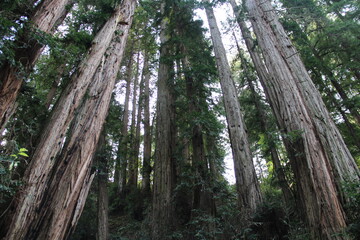 Tall redwood trees in Muir Woods National Monument, Marin, California.