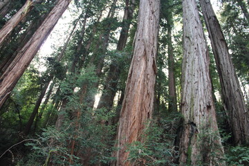 Tall redwood trees in Muir Woods National Monument, Marin, California.