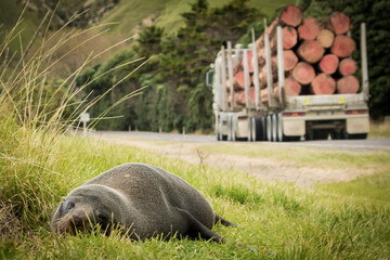 New Zealand fur seal napping on the side of the road as a logging truck passes dangerously close by...