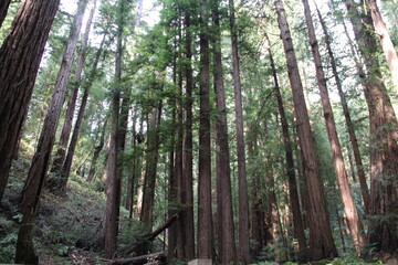 Tall redwood trees in Muir Woods National Monument, Marin, California.