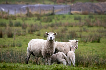 Obraz premium Sheep and lambs, in a paddock, Pouawa, near Gisborne, New Zealand