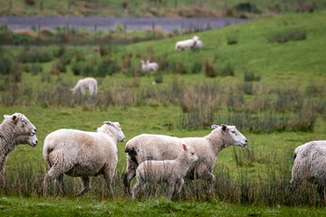 Obraz na płótnie Canvas Sheep and lambs, in a paddock, Pouawa, near Gisborne, New Zealand