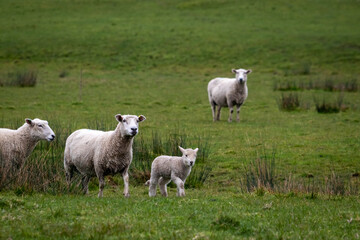 Naklejka na ściany i meble Sheep and lambs, in a paddock, Pouawa, near Gisborne, New Zealand