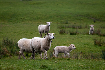 Sheep and lambs, in a paddock, Pouawa, near Gisborne, New Zealand