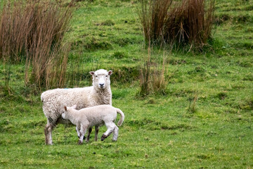 Sheep and lambs, in a paddock, Pouawa, near Gisborne, New Zealand