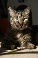 Katze schaut mit aufmerksam Blick fordernd neugierig in die Kamera	