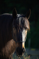 Schwarzes Pferd mit langer Mähne