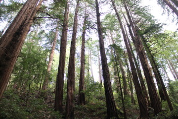 Tall green redwood trees in Muir Woods National Monument, Marin, California.