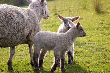 Sheep and lambs, in a paddock, Pouawa, near Gisborne, New Zealand