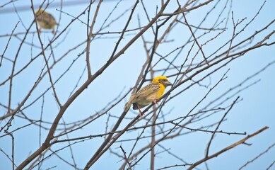 baya weaver