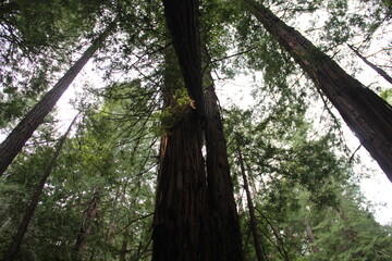 Redwood trees in Muir Woods National Monument, Marin, California.