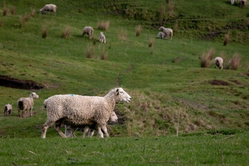 Sheep and lambs, in a paddock, Pouawa, near Gisborne, New Zealand