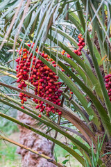 Fototapeta premium Dates on a date palm tree in Nizwa, Oman.