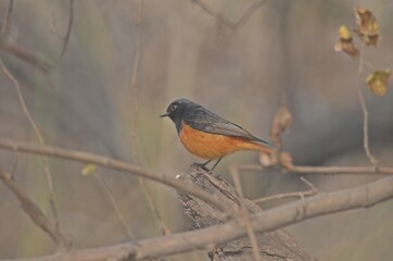 black redstart