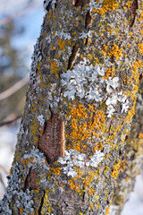 Tree bark, with yellow fungus and white lichen growing on it, on sunny winter's day