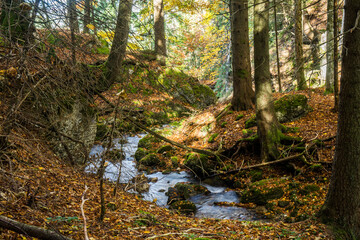 water stream in forest in bavaria