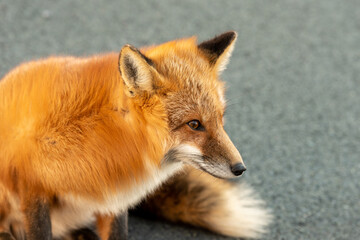 A cute young wild true red fox stands on all four paws attentively staring ahead as it hunts. It has a sharp piercing stare, orange soft fluffy fur and a long red tail with a white patch at the end.