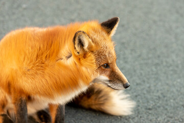 A cute young wild true red fox stands on all four paws attentively staring ahead as it hunts. It has a sharp piercing stare, orange soft fluffy fur and a long red tail with a white patch at the end.