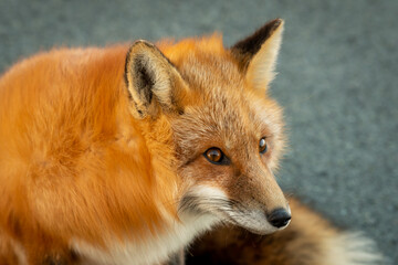 A cute young wild true red fox stands on all four paws attentively staring ahead as it hunts. It has a sharp piercing stare, orange soft fluffy fur and a long red tail with a white patch at the end.