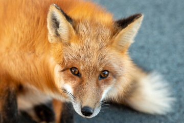 A cute young wild true red fox stands on all four paws attentively staring ahead as it hunts. It has a sharp piercing stare, orange soft fluffy fur and a long red tail with a white patch at the end.