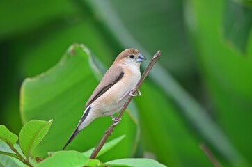 indian silverbill