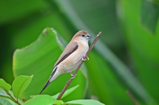 Indian Silverbill