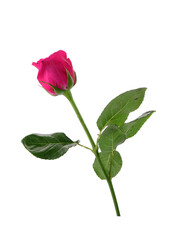 Rose isolated on white background
