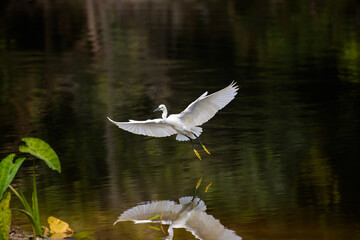 Heron flying on creek in national park.