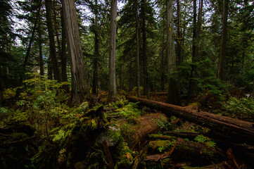 Mossy landscape scape of temperate rainforest