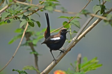 indian robin