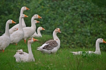 white goose