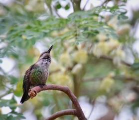 zumbador colibrí © Jess