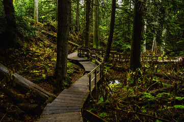 Fototapeta premium Boardwalk trail winding through the forest
