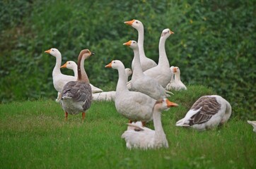 white goose
