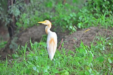cattle egret