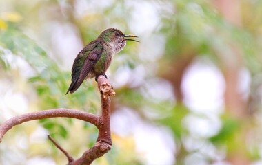 zumbador colibrí © Jess