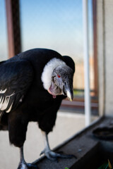 condor