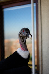 Condor