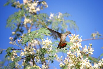 zumbador colibrí © Jess