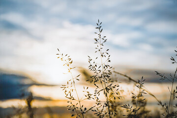 corn field on a cloudy day